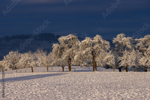 frozen trees in wintry switzerland