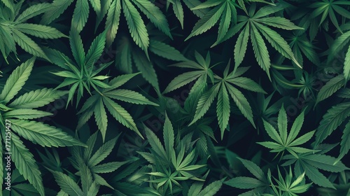 Dark green Cannabis Sativa plant leaves creating a dense  textured background.
