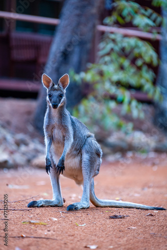 grey kangaroo standing in front of tree trunk photo