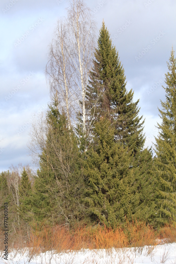 pine forest in winter pine forest in winter