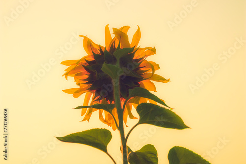 Close-up detailed photo of a bright yellow sunflower blooming in natural sunshine