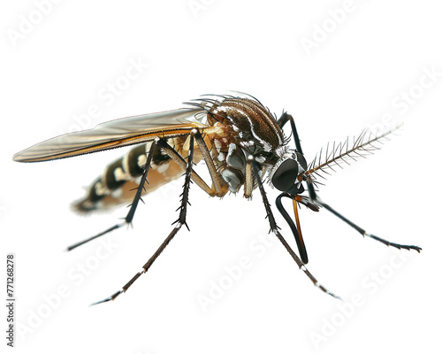 Mosquito closeup on transparent background © PNG River Gfx