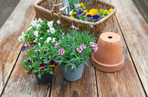 potted  in bloom and a wicker basket filled with flowers and gardening tools on wooden table wet after the rain