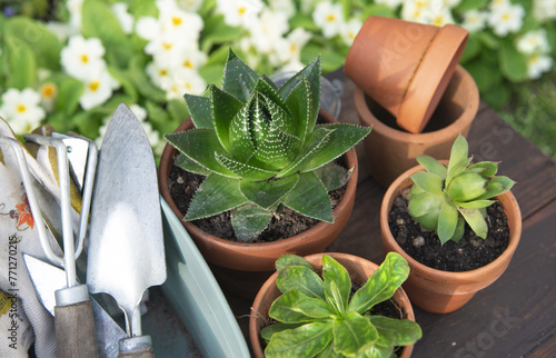succulent potted and gardening equipment on wooden table in a garden with flo...