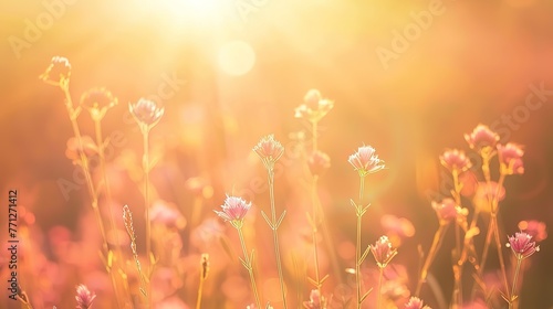 A field of grass flowers light up by a sunset golden evening light. An inspirational nature image for aesthetic of autumn and fall design. Autumn nature in pastel earth tone blurred background. © curek