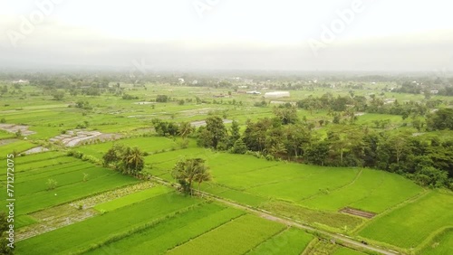 The vast expanse of rice fields photo