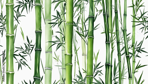 bamboo in watercolor style  isolated on a transparent background for design layouts colorful background