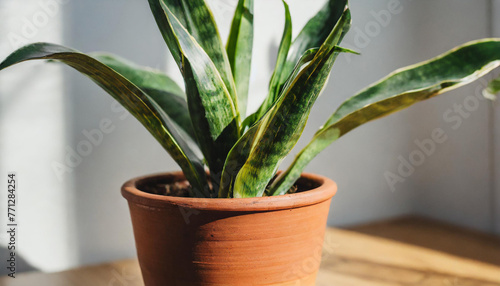 Snake plant thriving in an earthenware pot displayed in room window