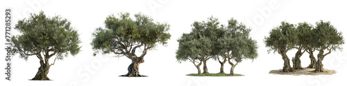 Olive tree png set collection in 3d transparent no background. © Sun