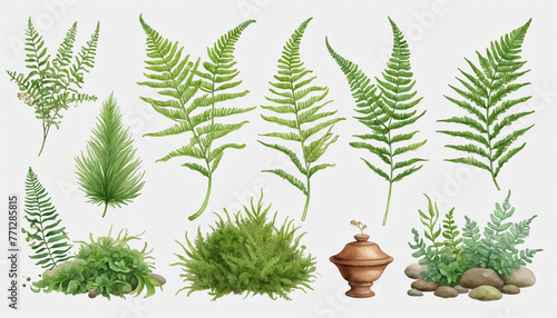 fern and moss collection in watercolor style, isolated on a transparent background for design layouts colorful background