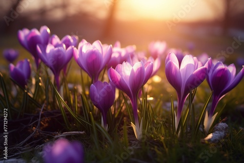 A group of purple crocuses standing tall in a lush green meadow, with the sun shining brightly in the background