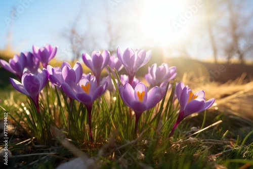 A group of crocuses standing tall in a lush green meadow, with the sun shining brightly in the background