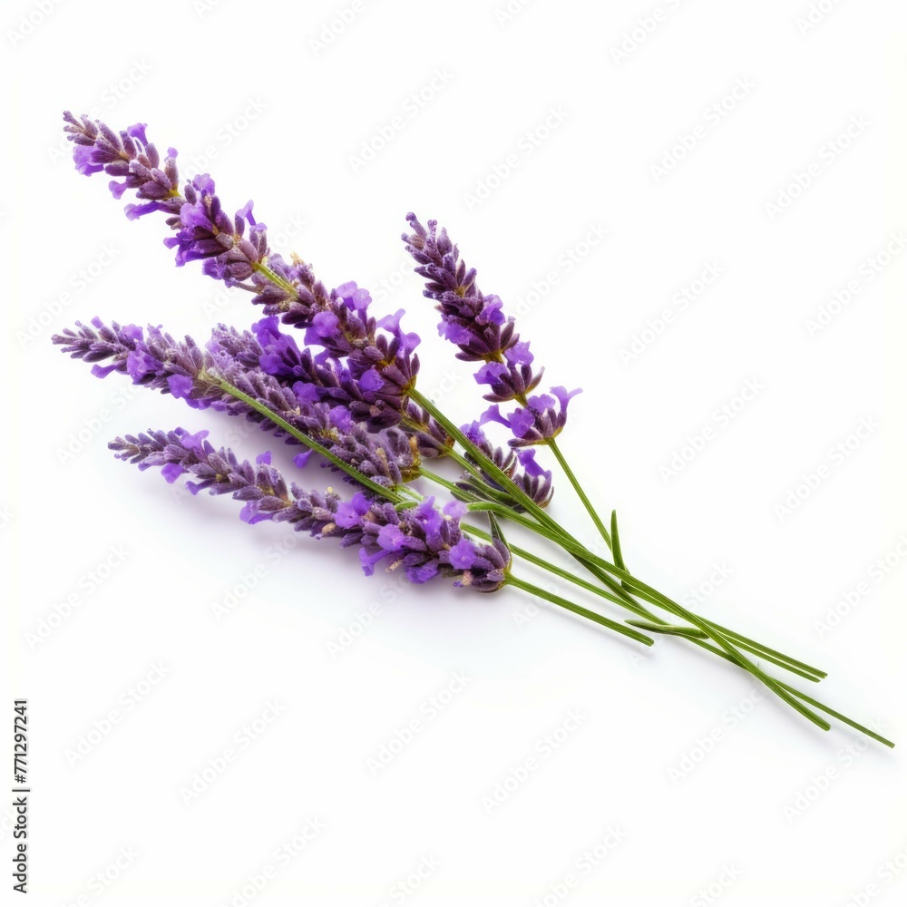 Obraz premium Lavender Flower, isolated on white background