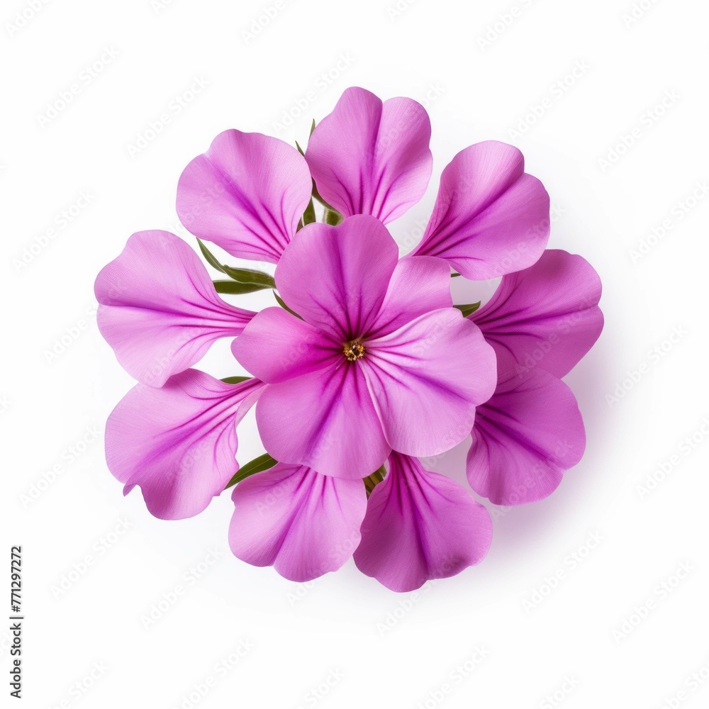 Obraz premium Phlox Flower, isolated on white background