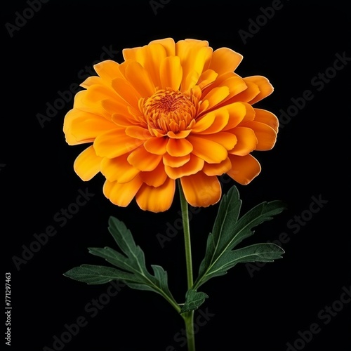 Marigold Flower, isolated on black background