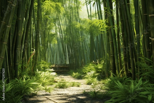 A bamboo forest with its tall, thin stalks and lush green leaves © Michael Böhm