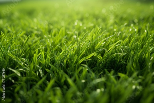 A field of grass, with its lush blades and vibrant green color