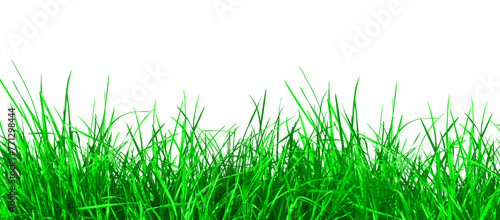 Natural green grass fresh spring summer field on transparent background. Nature plants decoration design elements