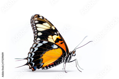 Beautiful Glory of Bhutan or Goliath butterfly isolated on a white background. Side view © boule1301