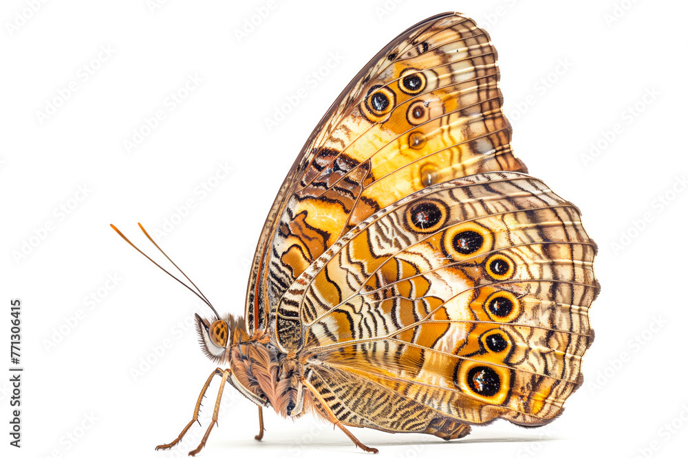 Fototapeta premium Beautiful Two-eyed Eighty-eight butterfly isolated on a white background. Side view