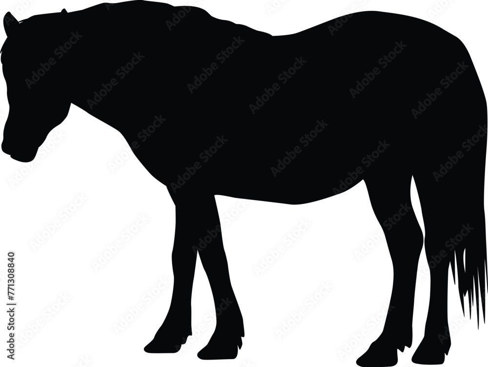 Fototapeta premium Horse