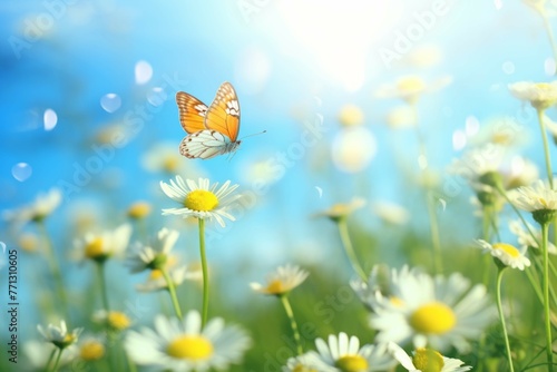 yellow butterfly flying in a field surrounded by white daisies © Michael Böhm