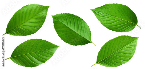 Set of Green leaf. Isolated on a white.