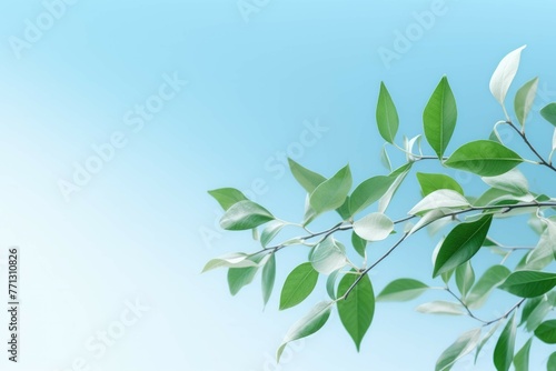 green leaves in a tree branch on blue background