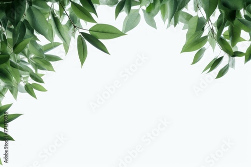 green png leaves on a white background
