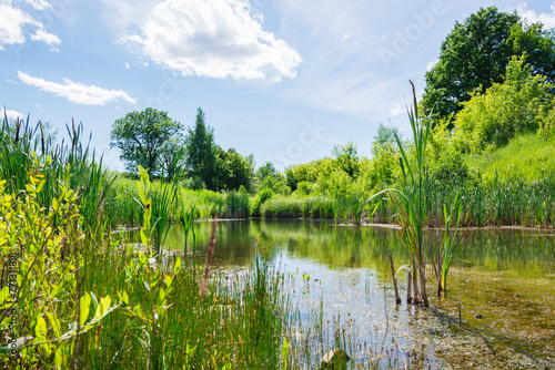 Fototapeta Naklejka Na Ścianę i Meble -  Calm pond with reeds surrounded by meadows and trees on a summer sunny day. Local travel