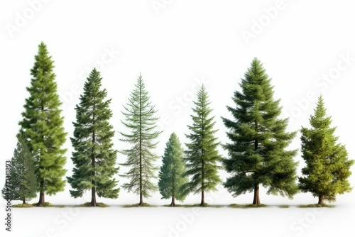 pine trees of different height on the white background
