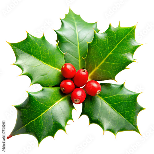 Holly Leaves with Red Berries Isolated on White Background