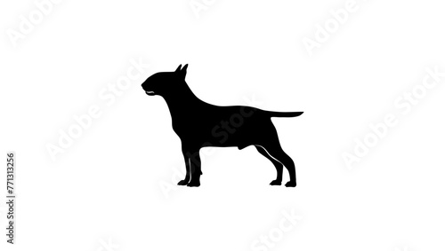 bull terrier, black isolated silhouette