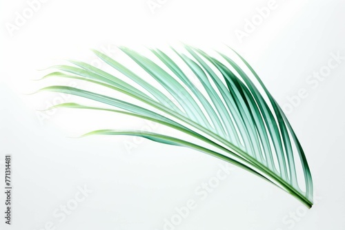 a leaf of palm on a white background free