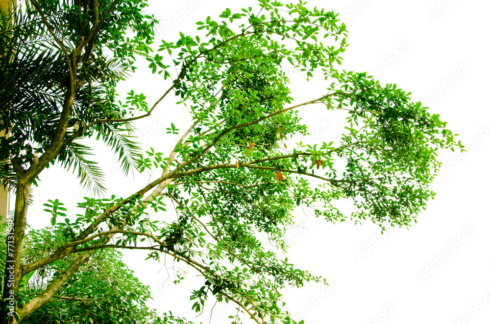 Fototapeta premium Camphor tree is one of the common street greening tree species in Chinese cities, which is evergreen all year round and has a slight fragrant taste in its leaves. 