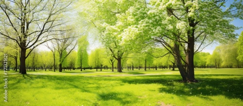 A tranquil park scene showcasing a winding path flanked by vibrant green trees and fresh grass