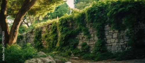 The stone wall is almost ob...