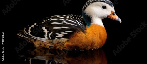 African pygmy goose male wi...