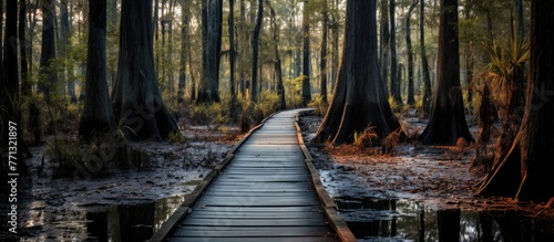 A meandering wooden walkway...