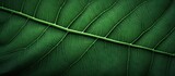 An up-close view of a textured leaf with a slender stem. The creative processing enhances its details, making it ideal for backgrounds.