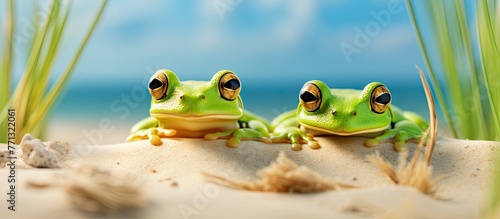 Two green frogs are positio...