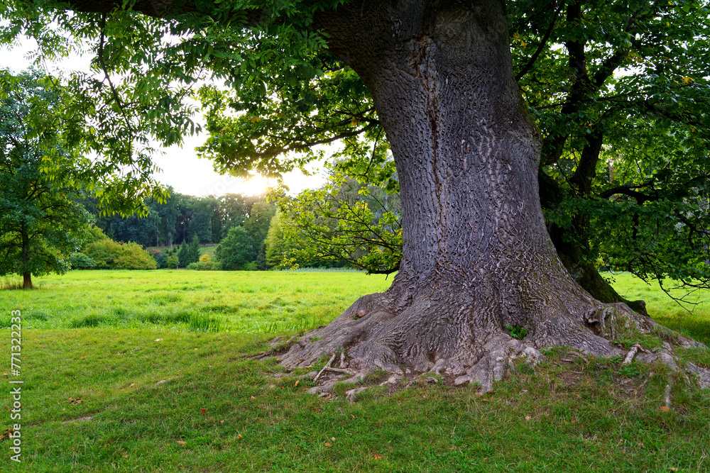 Majestic Old Tree with Strong Roots in Verdant Landscape. Czech Republic. Prague and its surroundings. Pruhonice ancient park Majestic Old Tree with Strong Roots in Verdant Landscape. Czech Republic. Prague and its surroundings. Pruhonice ancient park