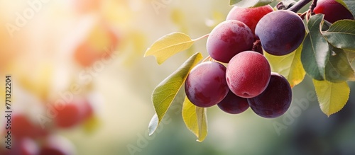 Ripe plums are hanging abun...