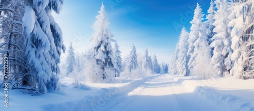 Snow-covered path winding through a winter forest with trees draped in snow under a sunny sky