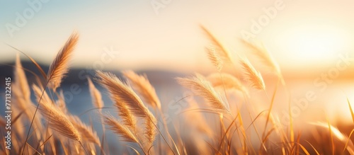Lush and tall grasses gentl...