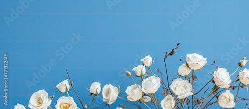White roses displayed in a ...