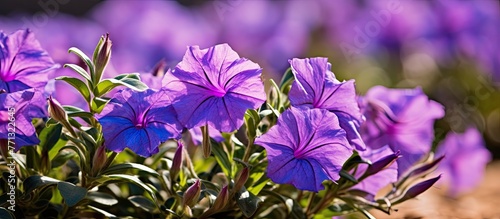 Beautiful purple flowers of...