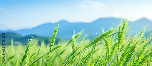 Scenic view of lush green g...
