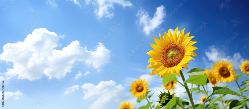 Vibrant sunflower in close-up, its yellow petals contrasting with the clear blue sky in the background Vibrant sunflower in close-up, its yellow petals contrasting with the clear blue sky in the background
