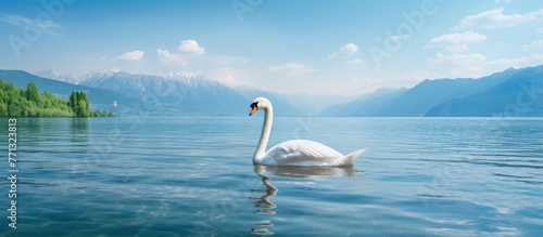 Majestic white swan gracefu...